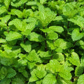 Set 4 Mojito Mint Plants, 4 to 7 Inch Tall Fresh Herb Starter Plant, Without Pot, Mint Live Plant for Patio and Garden, Culinary Herbs Fragrant Leaves