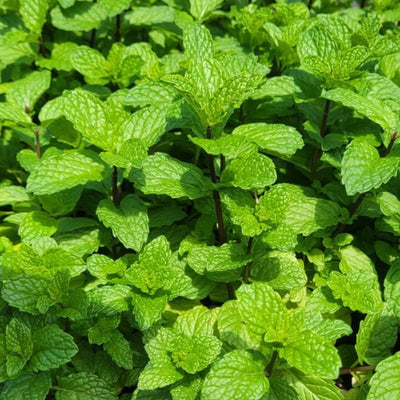 Set 4 Mojito Mint Plants, 4 to 7 Inch Tall Fresh Herb Starter Plant, Without Pot, Mint Live Plant for Patio and Garden, Culinary Herbs Fragrant Leaves