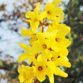 Forsythia Plant Live, Lynwood Forsythia Bush Live Plant in 4 Inches Pot, Yellow Flowering Shrub for Outdoor Garden, 4 to 7 Inches Tall