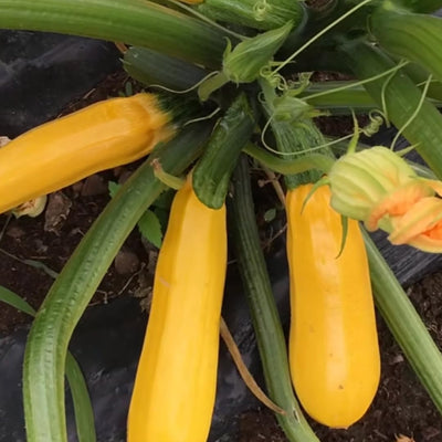 2 Squash Plants Live, 3 to 6 Inch Tall, Zucchini Plants Live, Yellow Squash Zucchini Seedlings, 4 Inch Pot