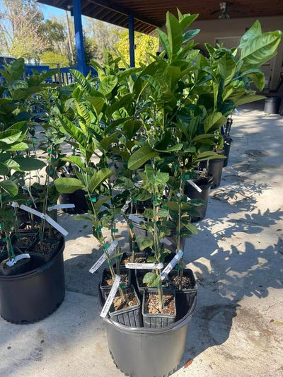 Ruby Red Grapefruit Tree Live Plant in Pot, 1 to 3 Ft Tall, Live Pomelo Tree for Growing