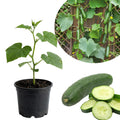 Marketmore Cucumber Live Vegetable Plant in Pot for Outdoor Gardens