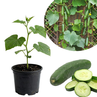 Marketmore Cucumber Live Vegetable Plant in Pot for Outdoor Gardens