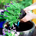 3 Lavender Plants Live Starter Plants Plugs 1-3" in Tall, Hardy Perennial Lavender for Garden and Landscape with Fragrant Purple Blooms, No Pot (Blue)