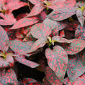 Red Polka Dot Plant Live, Polka Dot House Plant Grow in 3 Inches Pot