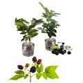 Triple Crown Thornless BlackBerry Plants Live for Planting, 8 Months Old BlackBerry Fruit Tree for Growing Outdoor, High Yielding, Dormant in Winter