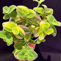 Velvet Tradescantia Live Plant in 3.5" Pot, Wandering Jew Plants Live Houseplants Large Size, Fast Growing Plant Indoor Outdoor