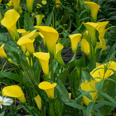 Yellow Calla Lily Bulb for Planting, Calla Lily Plant Bulb, Calla Lily Flower Bulb, Giant Calla Lilies Flowers Bulb Planting in Spring