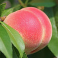 Grafted Peach Tree Live Plant, Well Rooted Peach Plant 1 Feet Tall for Planting Outdoor, Dormant, Ready to Bear Fruit Within 1-2 Years