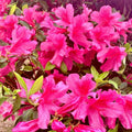Pink Reblooming Azalea Rhododendron Plant Live in 4 Inch Pot, Azalea Rhododendron Bush Shrub, Bloom in Spring, Late Summer, Fall Rebloom