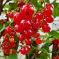 Red Currant Live Plant, 4-7 Inch Tal Potted Berry Plant - Edible Fruit Shrub for Garden, Patio, and Container Growing