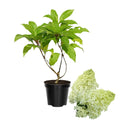 Hydrangea Plant Pot, Hydrangea Tree Live Plant, Hydrangea Live Plant, 6 to 12 Inches Tall (Lime)