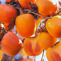 2 American Persimmon Tree Live Plant Bare Roots, Cold Hardy Fruit Plant Seedlings, Zone 4 to 9