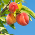 Elberta Peach Tree Plant Live, 1-2 Ft Tall