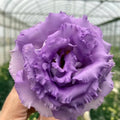 Eustoma Lisianthus Plants Live, Blue Eustoma Lisianthus Plant, 2–3 Inch Well Rooted Plug, Rose Plant for Container, Garden