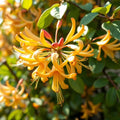 Honeysuckle Plant Live for Planting, Lonicera Honeysuckle Vine, Very Hardy, in 2.5 Inc Pot, Fragrant Bloom