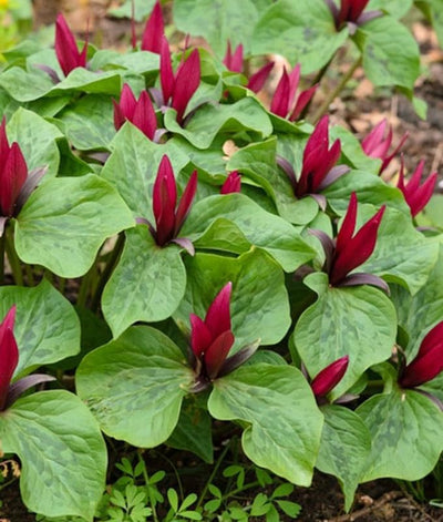 5 Red Trillium Bulbs for Planting Outdoors, Wood Lily Bulbs, Ornamental Plant for Garden