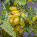 White Tomato Cherry Live Plant in 4 Inch Pot, Sweet Tomato Cherry Plants Live 8-10 Inch Tall, Seedling Vegetable Plant for Planting Outdoor Garden