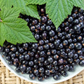 Black Currant Plant Live Well Rooted 1 Year Bare Root, Sweet Currant Bush Live Plant, Currant Berries