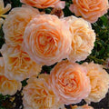 Pinky Apricot Orange Honey Rose Bush Plant Live Shrub, Climbing Rose Fragrant Rose Bushes Plant Live, Roses for Planting, Starter Size, 4 to 10 Inc Tall
