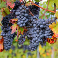 Grape Vine Live Plant 1-2 Year Old, Sweet Grape Plant Live for Growing, Grape Fruit Well Rooted Plant Bareroot (Concord Grape)