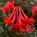 Honeysuckle Bush Climbing, Honeysuckle Plant Live Vine, Fragrant Lonicera Perennial Bushes Shrubs Potted (Major Wheeler)