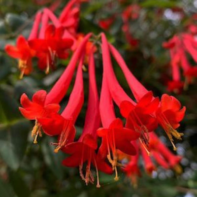 Honeysuckle Bush Climbing, Honeysuckle Plant Live Vine, Fragrant Lonicera Perennial Bushes Shrubs Potted (Major Wheeler)
