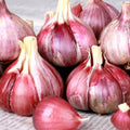 1 Pound Garlic for Planting in Fall Hardneck, 8-10 Chesnok Red Garlic Bulbs for Planting, Fresh and High Yield Bulb Variety Pack, Hardy and Fast Growing