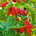 Red Mulberry Plant Live for Planting in Quart Pot, Mulberry Tree Live Plant 8 to 14 Inc Height, Sweet Mulberry Fruits Seedlding Ready to Grow