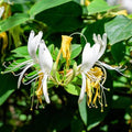 Climbing Honeysuckle Plant, Honeysuckle Plant Live, Fragrant Honeysuckle Plants Vine, Honeysuckle Bushes in 2.5 Inch Pot (Yellow White)