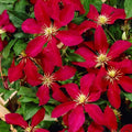Clematis Vine Plant Live for Planting, Clematis Plants Live, 4 to 6 Inch Tall, 2.5 Inc Pot Well Rooted, Clematis Seeds Perennial, Red Clematis
