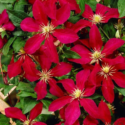 Clematis Vine Plant Live for Planting Outdoor, Clematis Plants Live, 4 to 6 Inch Tall, 2.5 Inc Pot, Perennial Fragrant Flowers Plant, Red Clematis