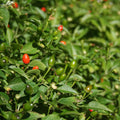 2PPP Chiltepin Pepper Plants Live, Hot Chili Pepper Plants, 4-7'' Tall