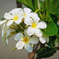 Plumeria Plant Live, White Plumeria Fragrant Flower Plant, Tropical Plant from 5 to 7 Inc Tall