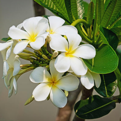 Plumeria Plant Live, White Plumeria Fragrant Flower Plant, Tropical Plant from 5 to 7 Inc Tall