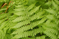 Fern Live Plant Indoors, 10 Cinnamon Fern Plants Live, 3 to 4 Inc Tall, 10 Bare Roots, No Plant