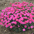 Dianthus Perennial Plant Live for Planting Outdoors, Dianthus Pink Blooms, Very Fragrant in Pot, Easy for Gardening