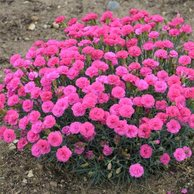 Dianthus Perennial Plant Live for Planting Outdoors, Dianthus Pink Blooms, Very Fragrant in Pot, Easy for Gardening