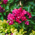 Pink Bougainvillea Plant Live, Bougainvillea Flowering Plant Perennial, Rooted Bougainvilleas Trees Starter 6-8 Inches