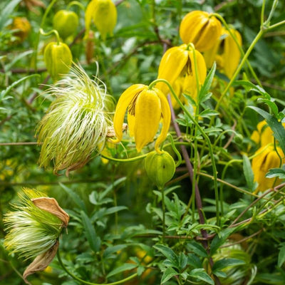 20 Yellow Clematis Seeds for Planting, Love Clematis Vine Seeds Clematis Flowers, Clematis Seeds Perennial