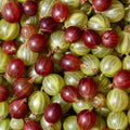 Gooseberry Plant Live, Gooseberry Bushes Live Plant 5 to 9 Inch Tall, Gooseberries Fruit Seedlings