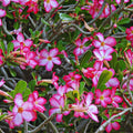 Pink Desert Rose Live Plant, Succulent Cactus Plant, Adenium Desert Rose Plant Live, Colorful Bonsai Tree, 4 to 8 Inches Tall