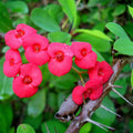 Red Crown of Thorns Plant Live, Euphorbia Milii Plant Live Potted 4 Inc, Cactus Plants Live Houseplants