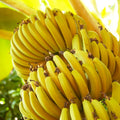 Sets 2 Banana Trees Live Plants in 2.5" Pot, Winter Hardy, Fruit Banana Plants Live for Planting, Basjoo Variety