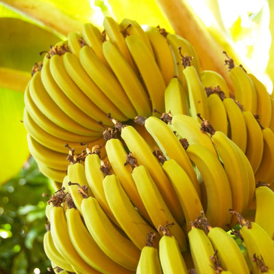 Sets 2 Banana Trees Live Plants in 2.5" Pot, Winter Hardy, Fruit Banana Plants Live for Planting, Basjoo Variety