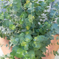 Eucalyptus Plant Live, Blue Eucalyptus Tree Live Plant, 4 to 6 Inches Tall Starter Plant