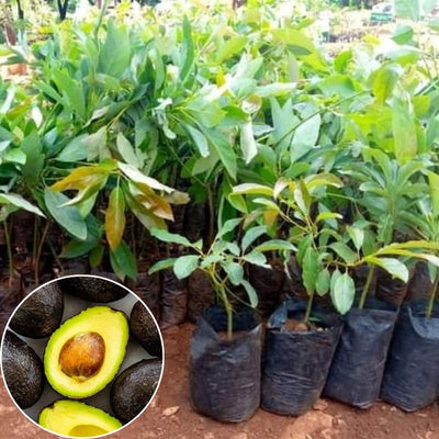 HASS Avocado Tree Live Plant in 4" Pot, 6-10" Tall, Cold Hardy Avocado Plant for Outdoor Growing, Fruit Tree