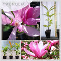 Magnolia Tree Live Plant for Planting, Magnolia Flowers Bush 6 to 12 Inches Height, in Pot, Fragrant Magnolia Shrub (Ann Magnolia)