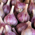 1 Pound Hard Neck Garlic for Planting in Fall, Purple Garlic Bulb for Planting, Fresh and High Yield, Cold Hardy, Planting Softneck Hardneck