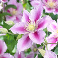 Clematis Vine Plant Live for Planting Outdoor, Clematis Plants Live, 4 to 6 Inch Tall, 2.5 Inc Pot, Perennial Fragrant Flowers Plant, Pink Clematis